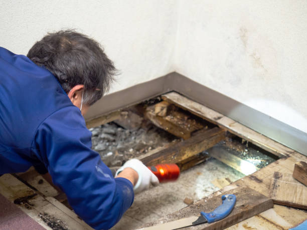 Best Crawl Space Mold Remediation in Big Sandy, TX