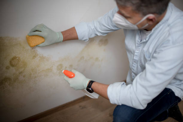Best Localized Mold Remediation (e.g., coastal areas, humid climates) in Big Sandy, TX