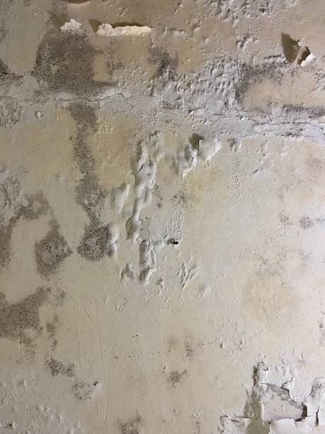 Big Sandy, TX Mold Remediation Company