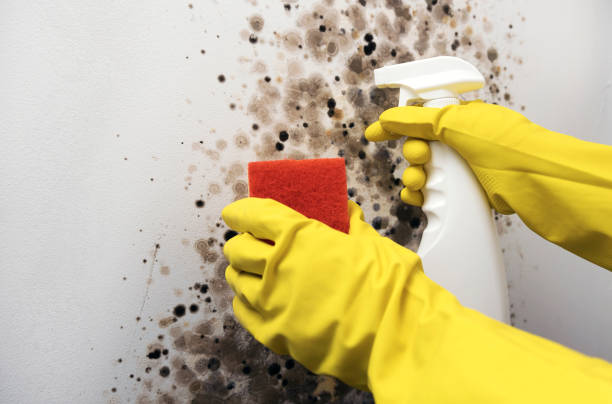 Best Bathroom Mold Remediation in Big Sandy, TX