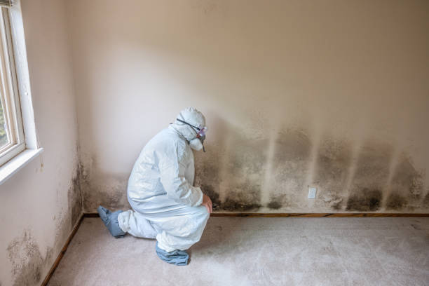Best Basement Mold Remediation in Big Sandy, TX