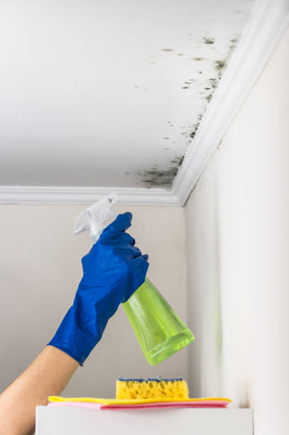Best Attic Mold Remediation in Big Sandy, TX
